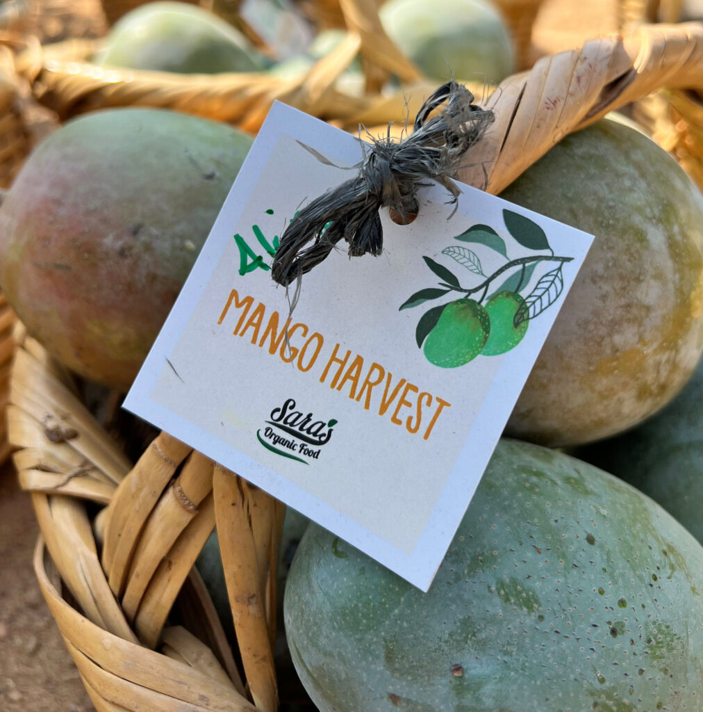 Mango Harvest Festival